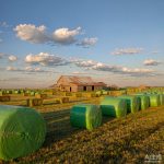 Wrapped silage and hay bales in a harvested field
